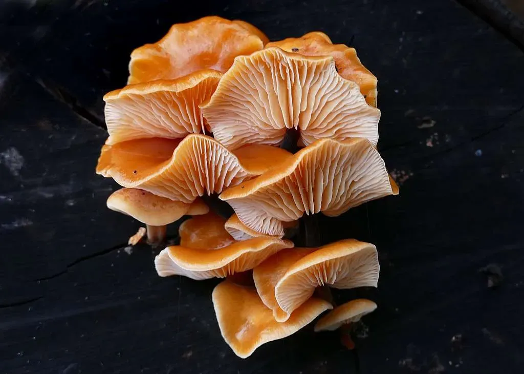 Cluster of wild Flammulina velutipes (winter mushroom) with bright orange-brown caps and pale gills visible, fruiting on a dark hardwood stump
