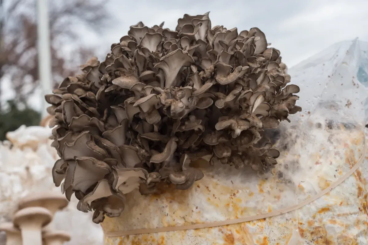 Cultivated maitake rosette with tightly overlapping gray-brown fronds emerging from a colonized substrate block in an outdoor growing space