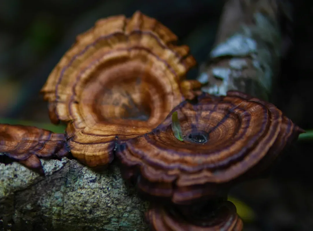 Mature reishi conks with dark brown concentric growth rings growing from a mossy log