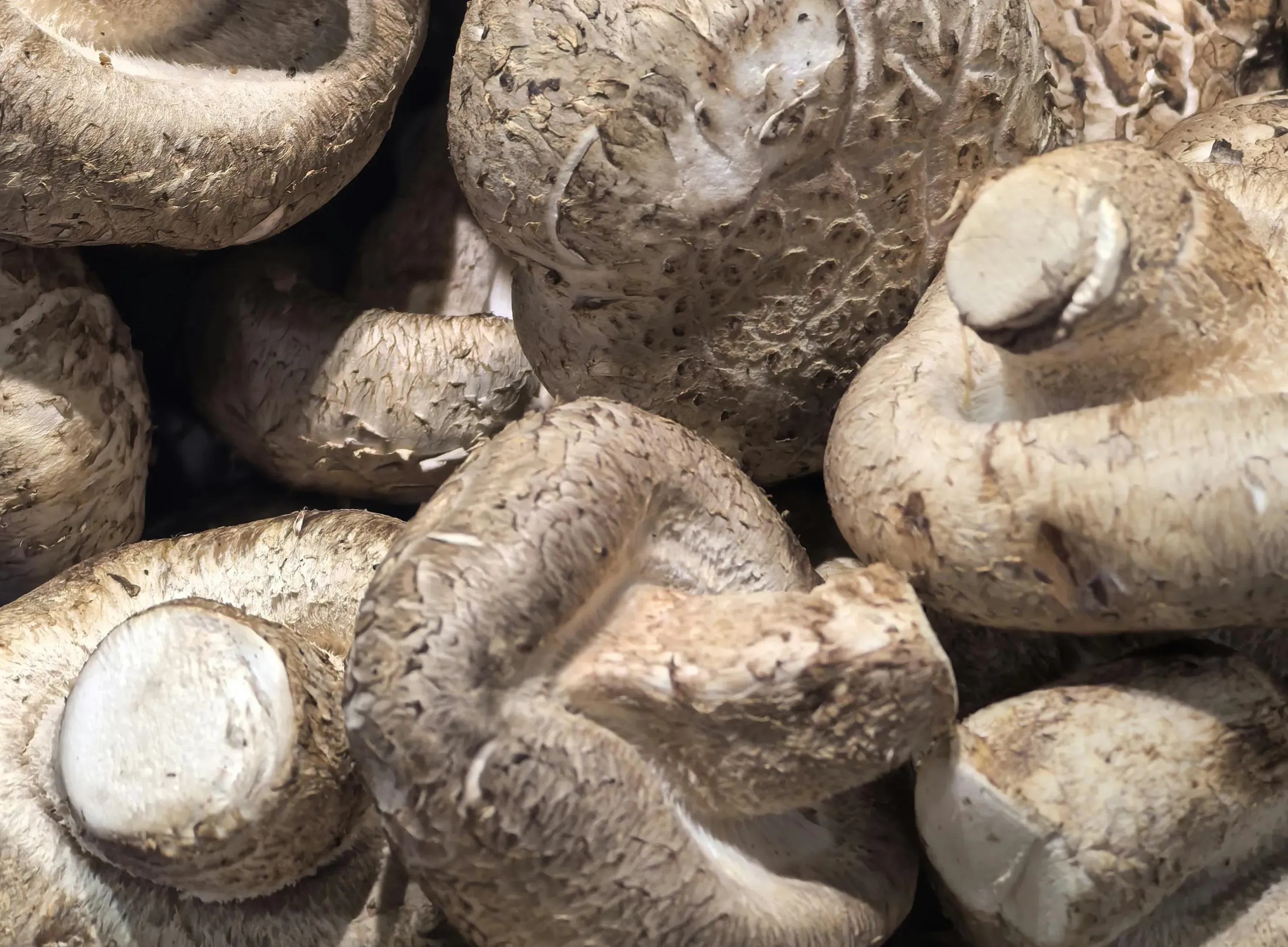 Close-up of fresh whole shiitake mushrooms with thick, cracked tan caps and pale stems